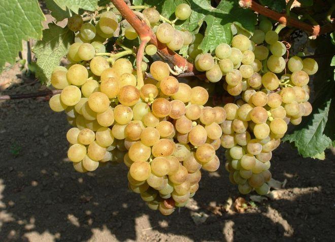 องุ่นสุก