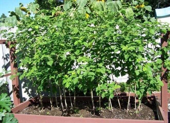 framboises à la datcha