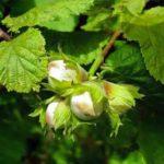 พอนติก เฮเซล