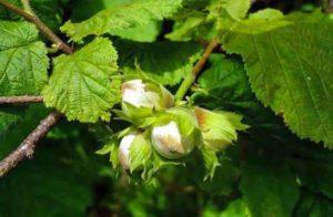 การปลูกและดูแลเฮเซลนัทในพื้นที่โล่ง กฎสำหรับการปลูกเฮเซลนัท