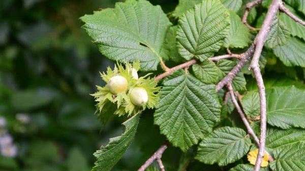 กิ่งที่มีถั่ว