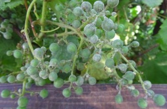 โรคราแป้ง