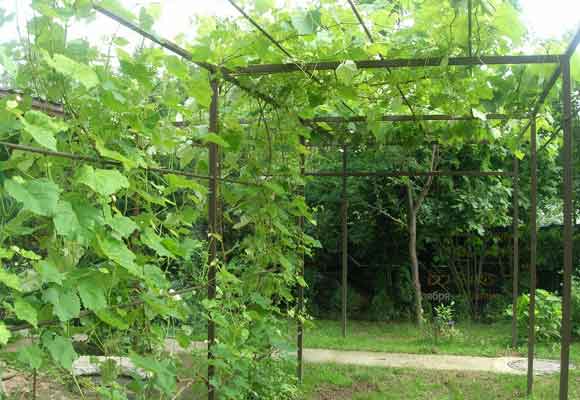 ซุ้มประตูไม้ระแนง