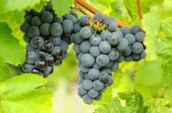 องุ่นฉ่ำน้ำ