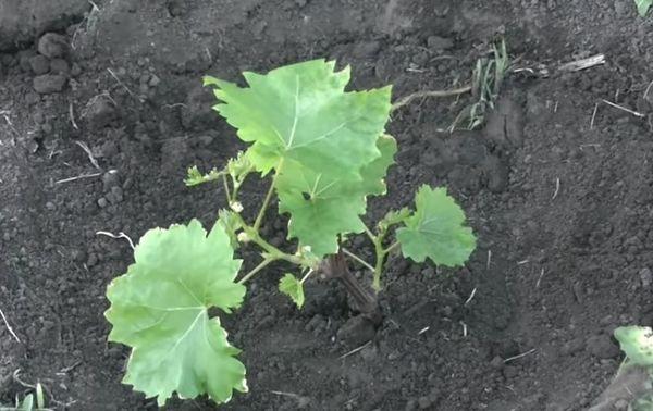 semis en pleine terre