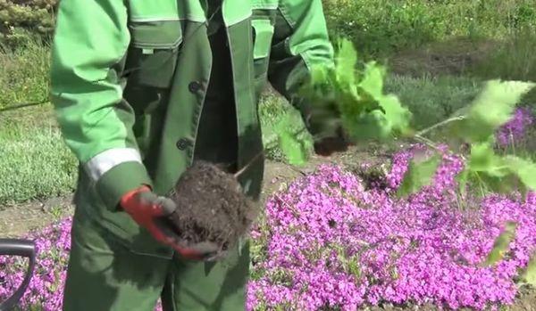 préparation des semis