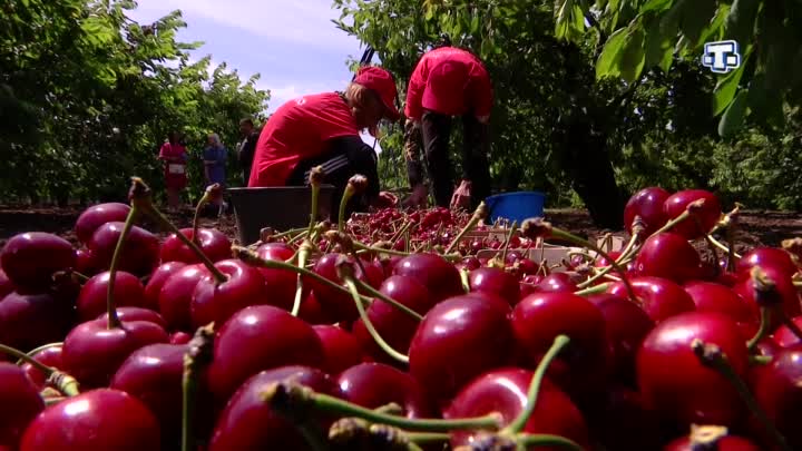 การเก็บเกี่ยวเชอร์รี่