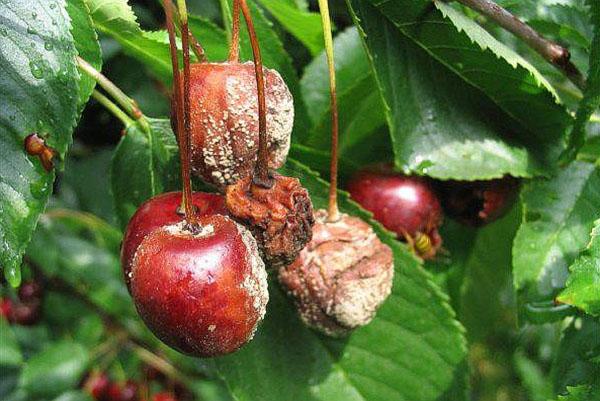 cerises pourries