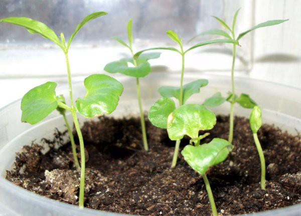 règles de croissance