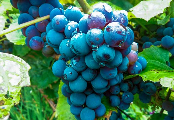 ข้อบกพร่องของเถาวัลย์