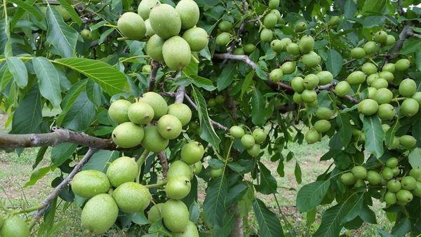 ต้นไม้ที่มีถั่ว