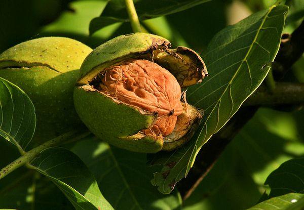 วอลนัทคาร์พาเทียน