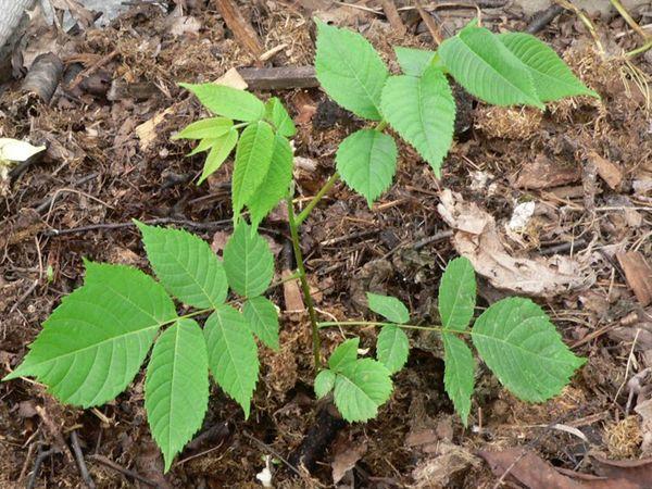 ต้นกล้าวอลนัท