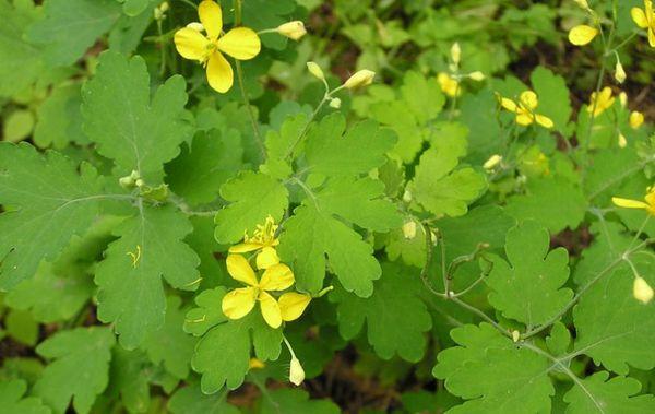 ยาต้มวอร์มวูด