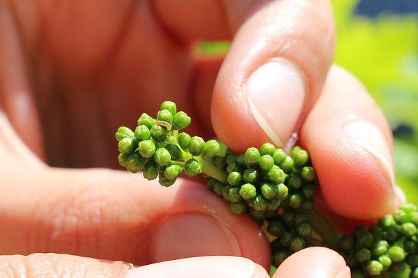 หนอนบนองุ่น