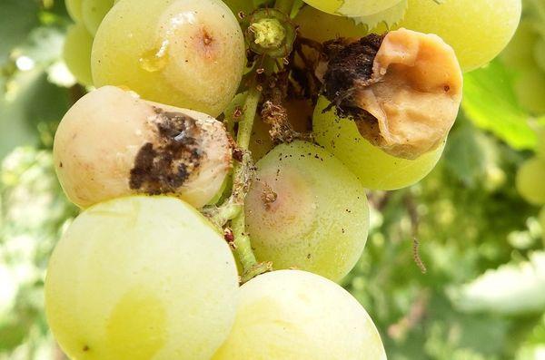 โรคองุ่น