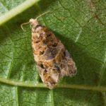 Tordeuse de la vigne