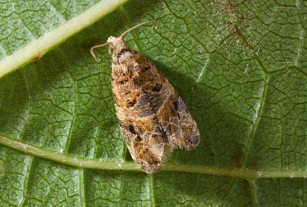 ลูกกลิ้งใบองุ่น