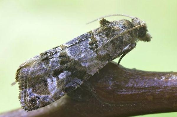 ศัตรูพืชผลไม้