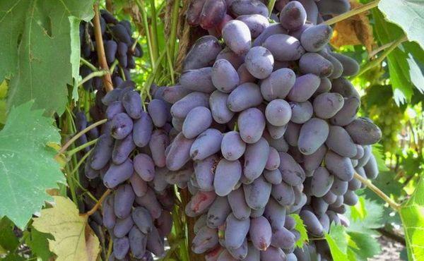 วันครบรอบเครน