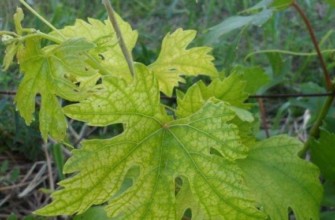 โรคคลอโรซิสขององุ่น