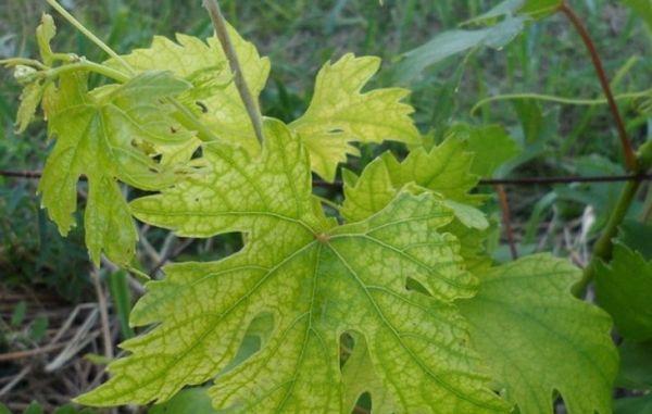 โรคคลอโรซิสขององุ่น