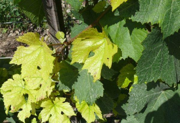 อาการคลอโรซิสชนิดหนึ่ง