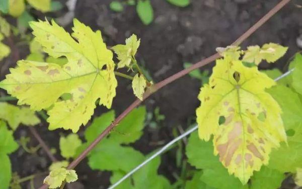 แบบฟอร์มการขาดธาตุเหล็ก