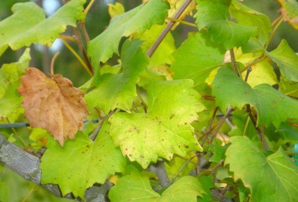 โรคคลอโรซิสขององุ่น