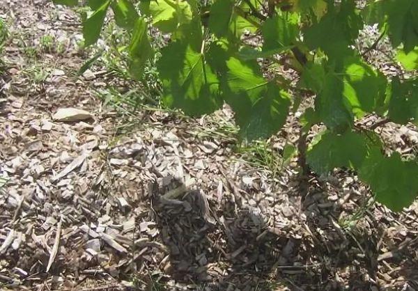 การคลุมดินมากเกินไป