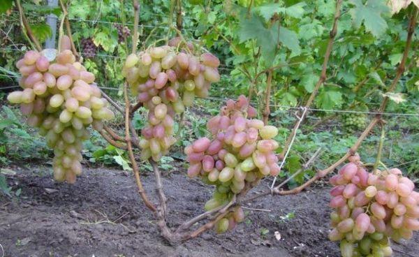 พิงค์ ติมูร์