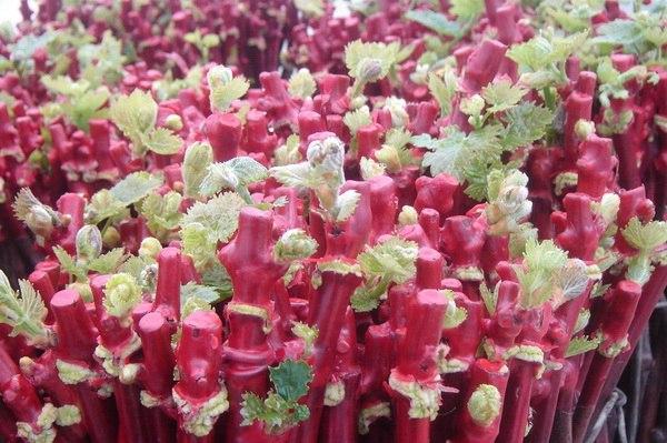 ต้นกล้าองุ่น