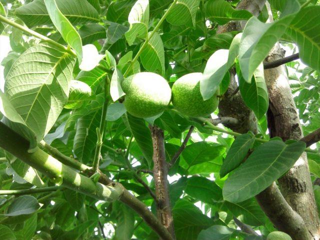 ถั่วหลากหลายชนิด