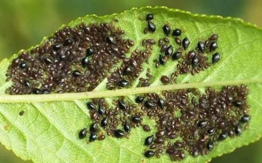 เพลี้ยอ่อนบนใบ