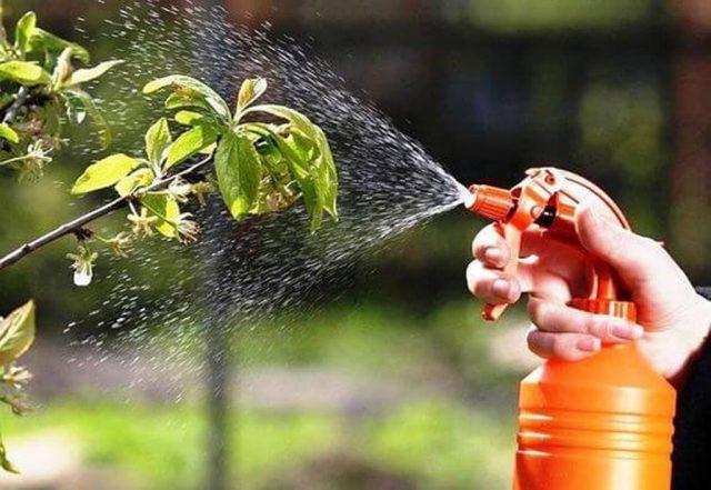 การปลูกสวน