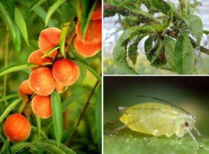 วิธีจัดการกับเพลี้ยอ่อนในต้นพีชและวิธีการกำจัดศัตรูพืชที่ดีที่สุด