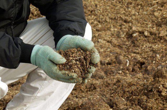 การดูแลองุ่น