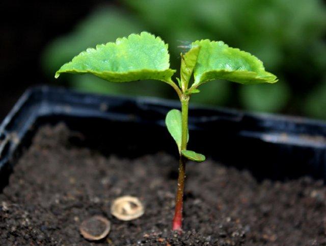 ต้นเชอร์รี่ในกระถาง