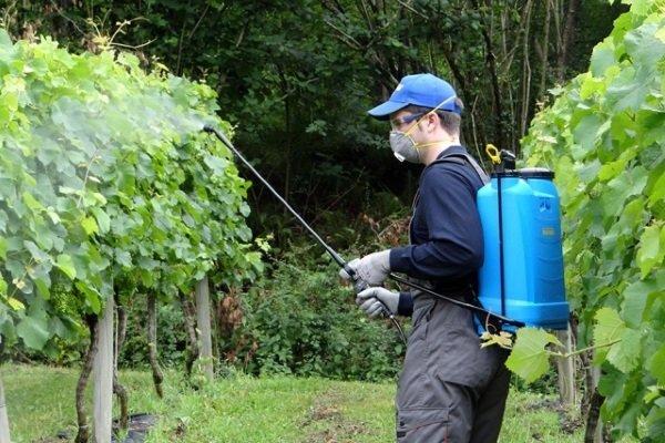 การแปรรูปองุ่น