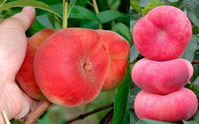 utilisation des figues