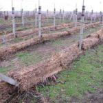 ที่พักองุ่น