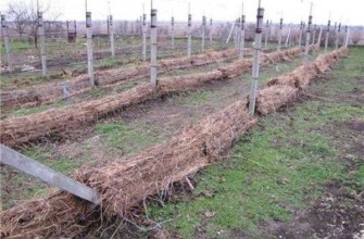 ที่พักองุ่น