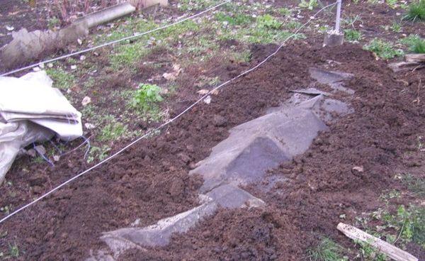 องุ่นใต้ฟิล์ม