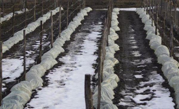 องุ่นที่ปกคลุม