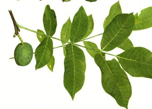 กิ่งวอลนัท