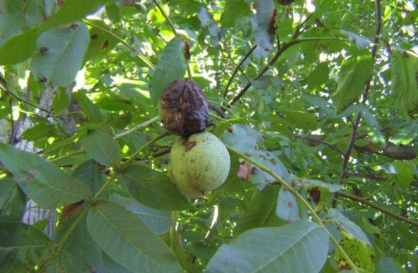 โรคใบไหม้จากแบคทีเรียในวอลนัท