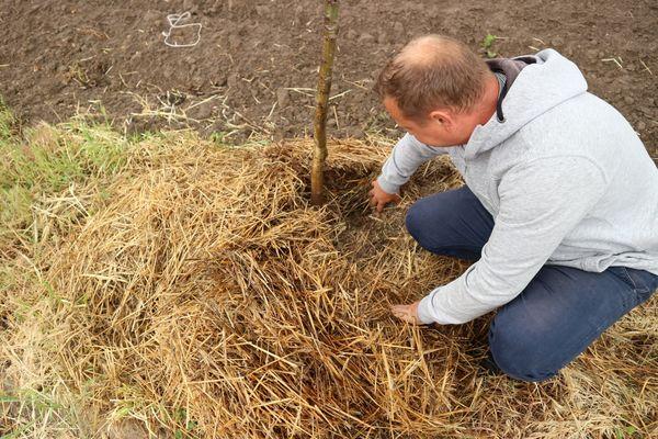 การคลุมดินต้นวอลนัท