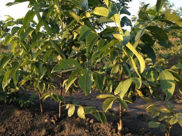 ต้นกล้าวอลนัท