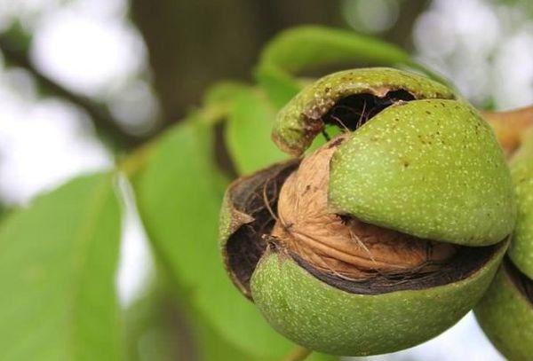 พันธุ์ที่ให้ผลผลิตสูง