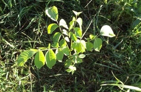 การย้ายต้นกล้า